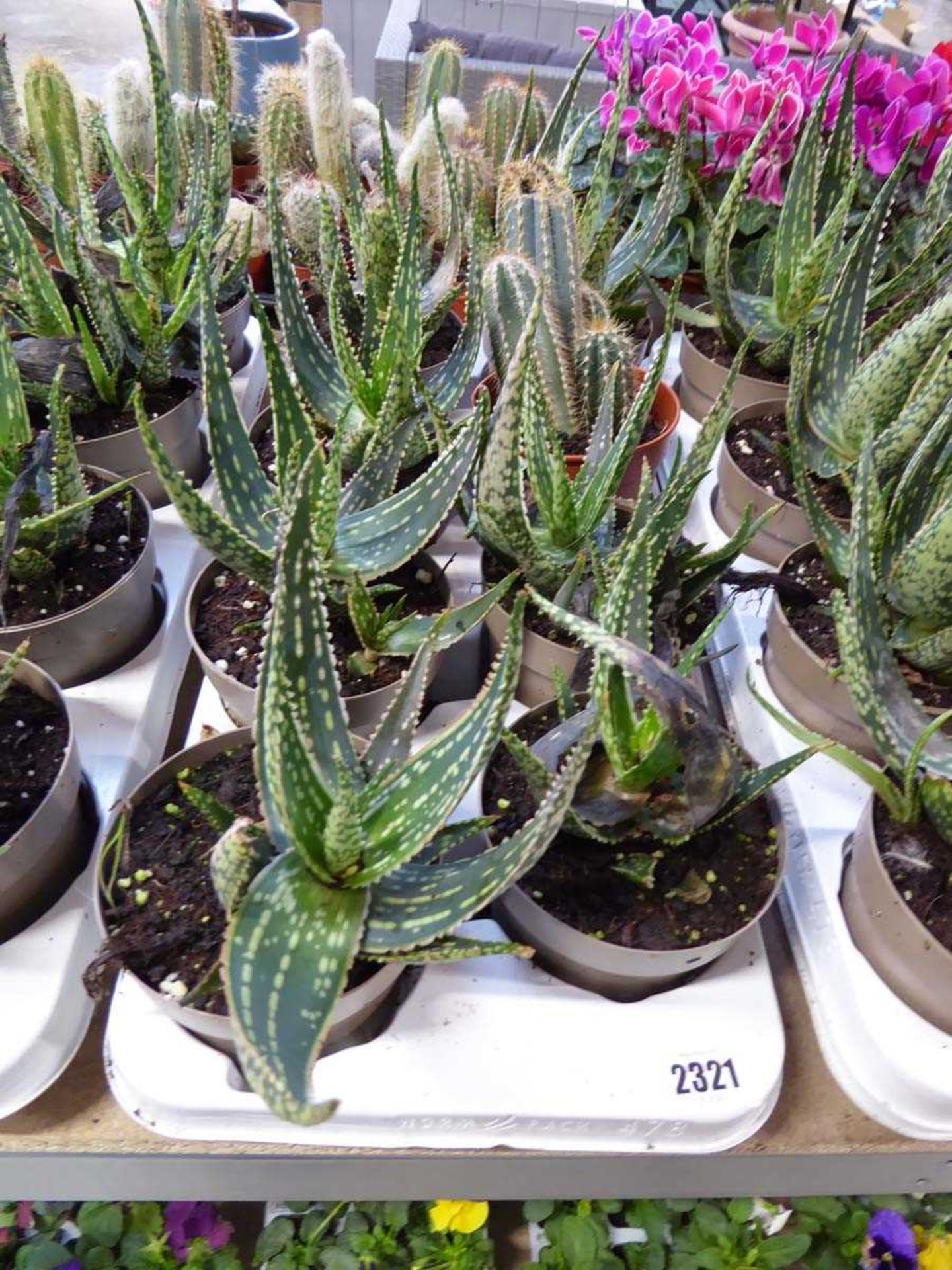 Large tray containing 7 potted aloe vera plants and 1 cactus