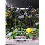 5 trays of autumn/ winter pansies