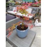 Potted acer in ceramic pot