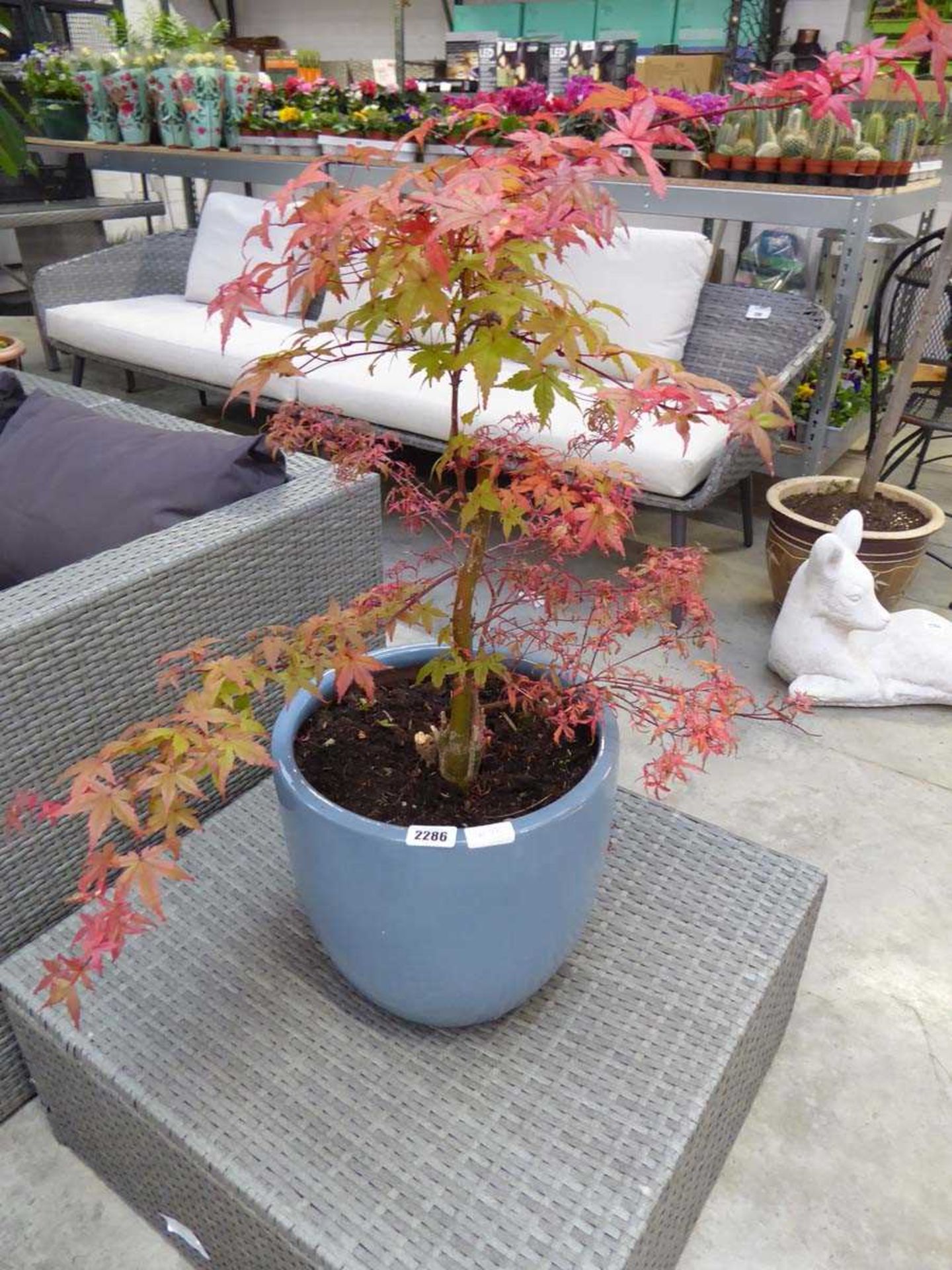 Potted acer in ceramic pot