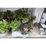 Tray of mixed heuchera