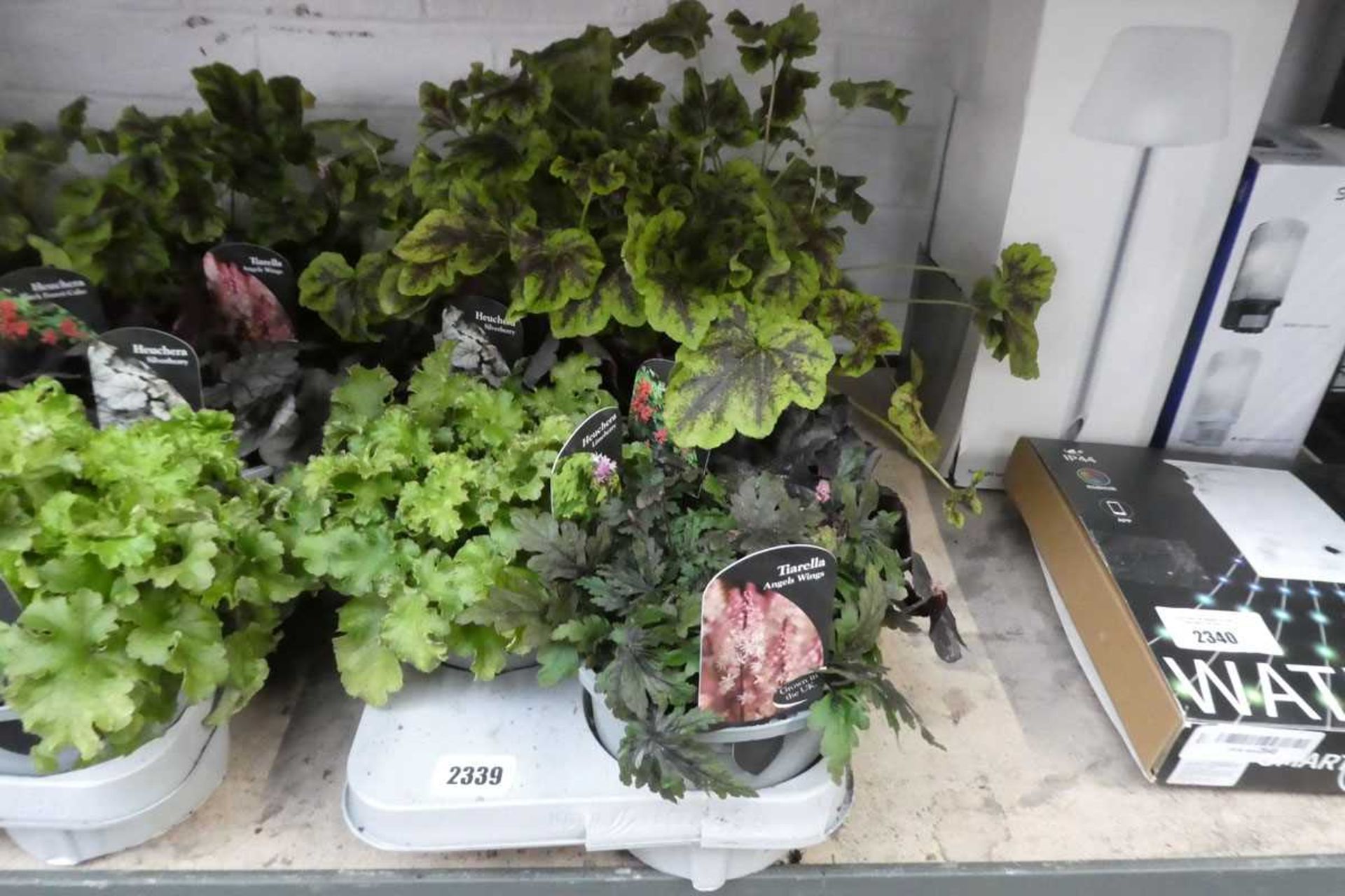 Tray of mixed heuchera