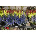 Tray containing 6 pots of mixed coloured heather