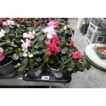 Tray containing 6 potted azaleas