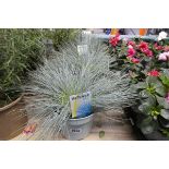 4 potted intense blue festuca