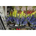 Tray containing 6 pots of mixed coloured heather