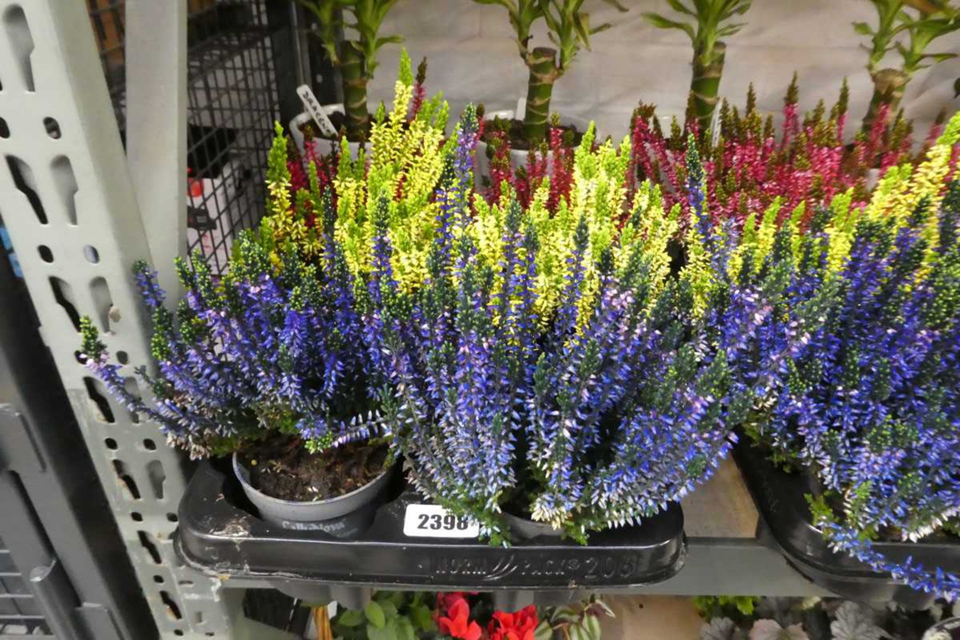 Tray containing 6 pots of mixed coloured heather