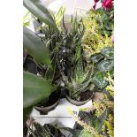 Large tray containing 8 potted aloe vera plants