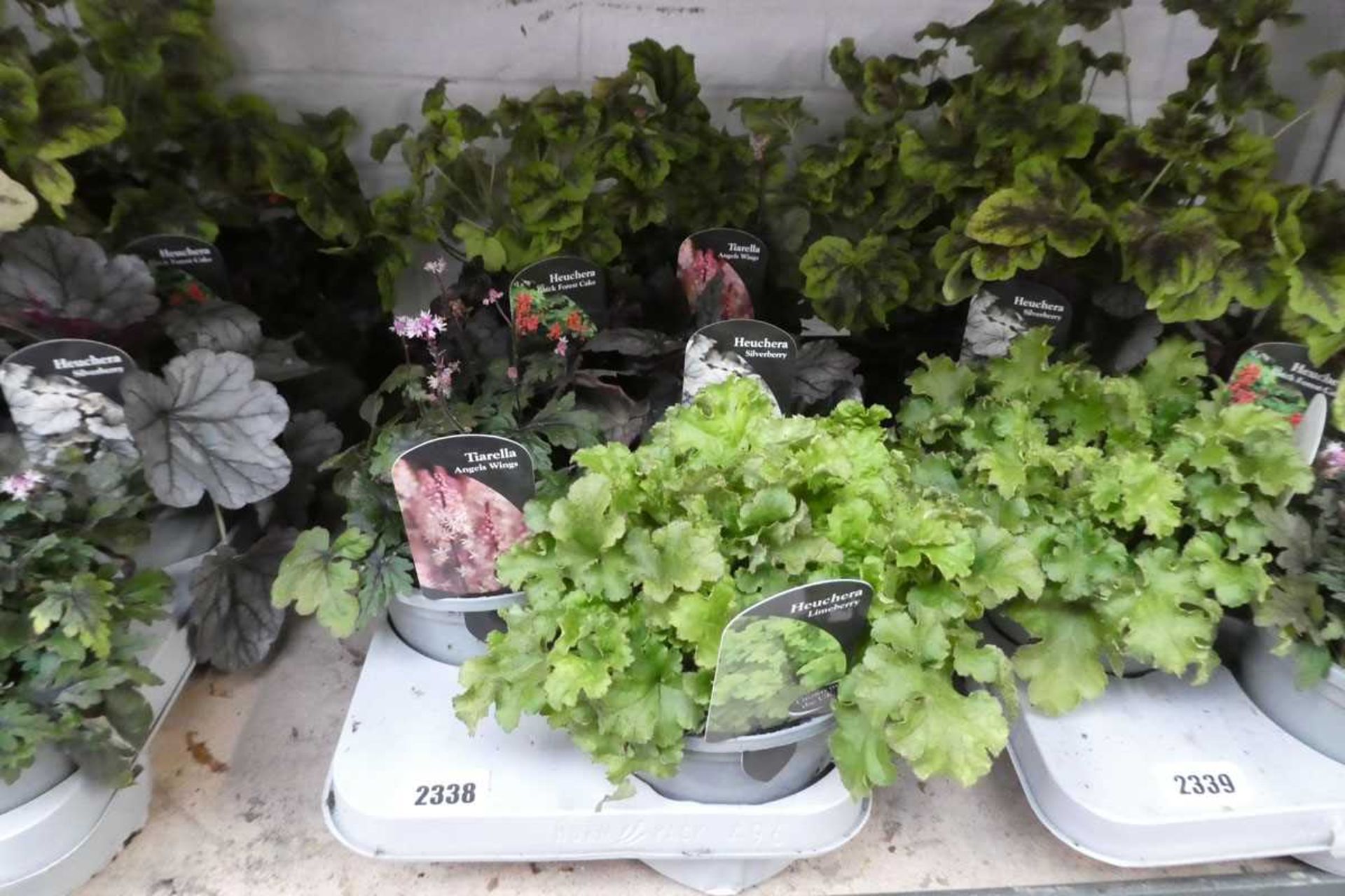 Tray of mixed heuchera