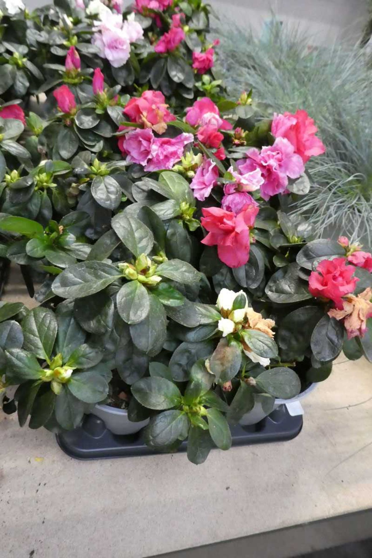 Tray containing 6 potted azaleas