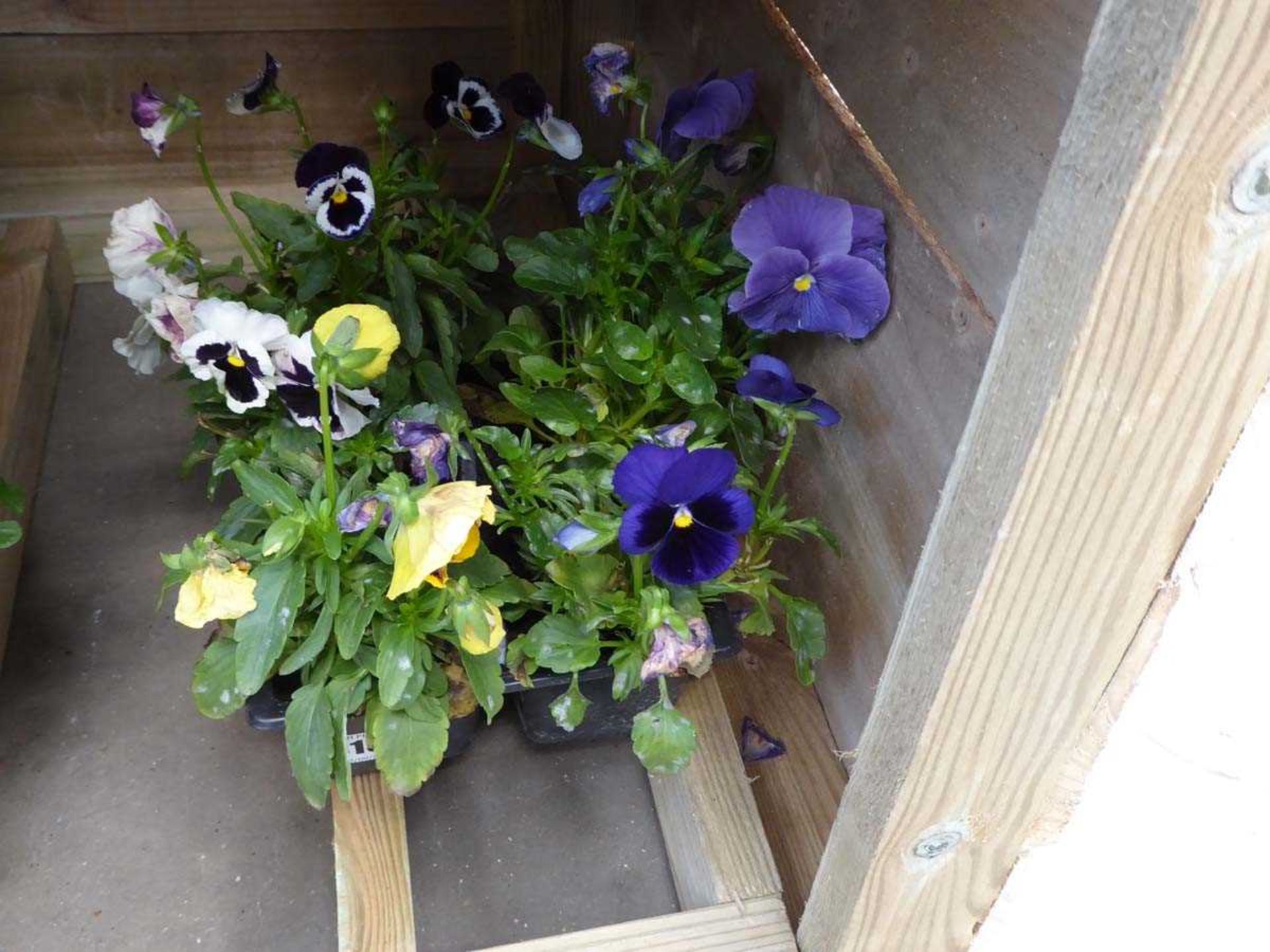 Small tray of pansies
