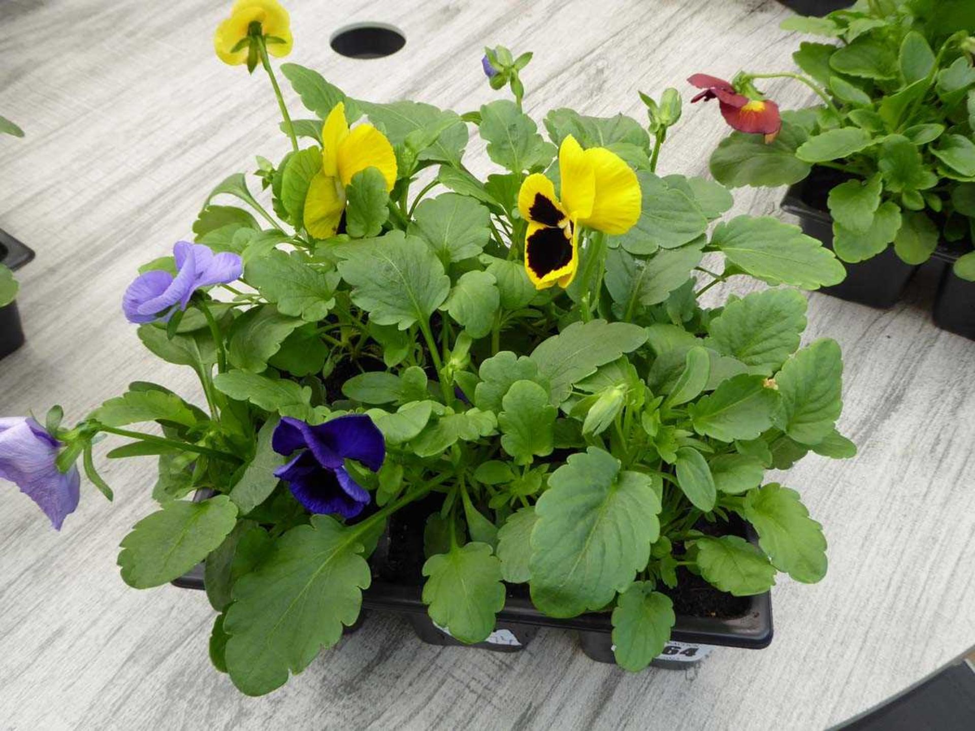 Small tray of pansies