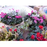 Pair of winter flowering hanging baskets