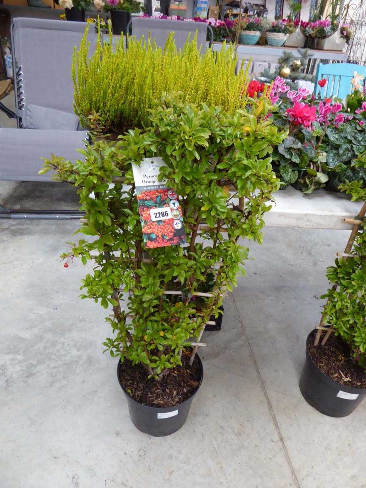 Potted Orange Glow pyracanth