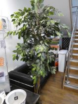 +VAT Large artificial weeping fig with artificial olive tree