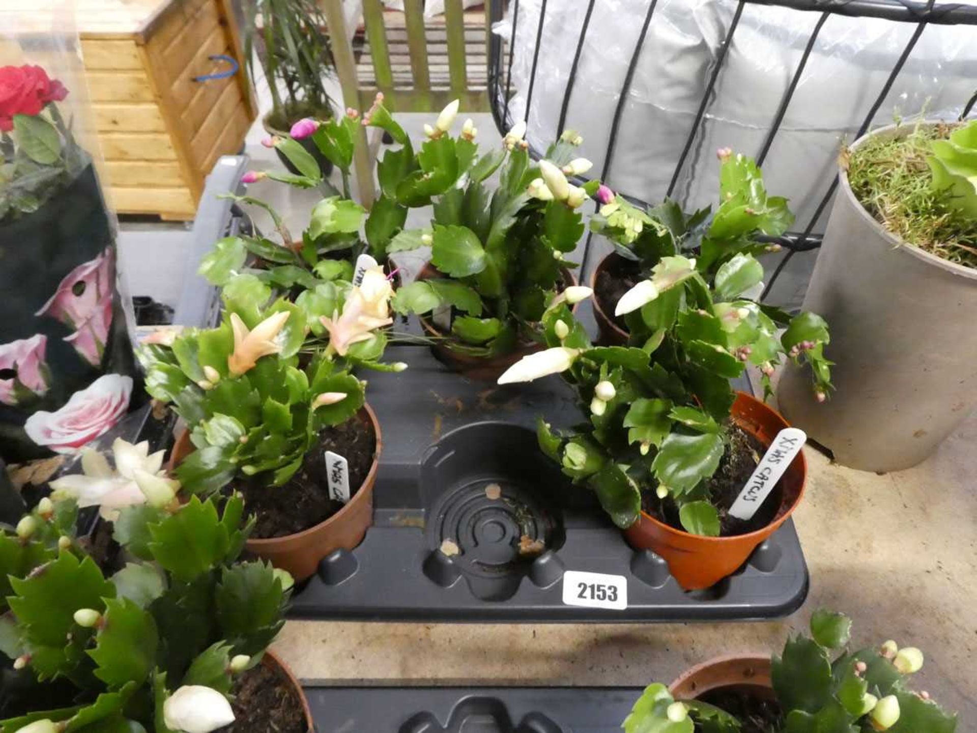 Tray containing potted Christmas cacti