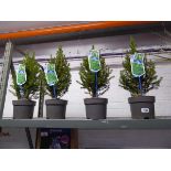Set of 4 potted December Picea