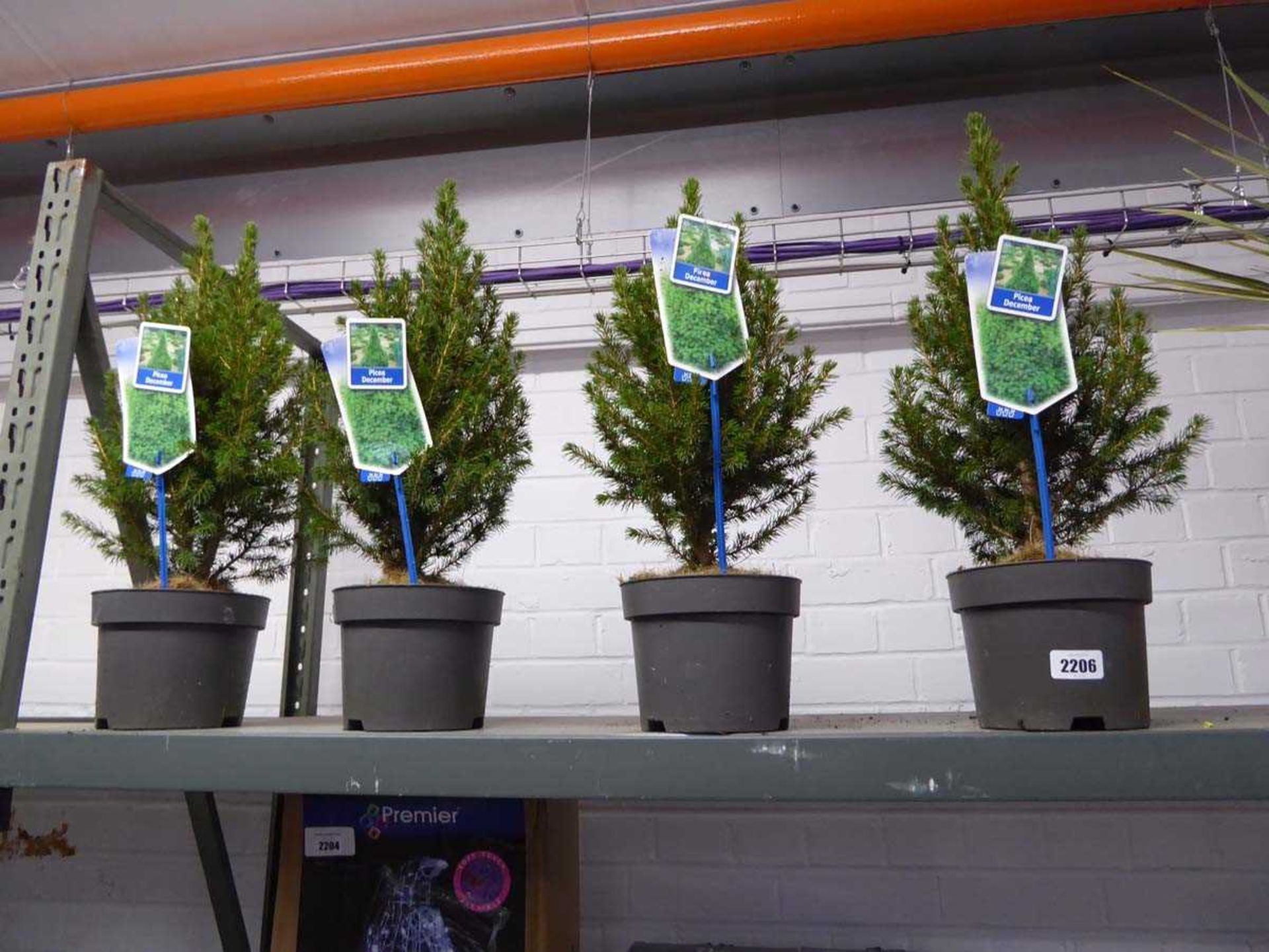 Set of 4 potted December Picea