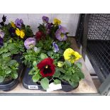 Tray containing 12 pots of pansies