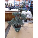 Large potted blue spruce