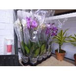 Tray containing 12 orchids