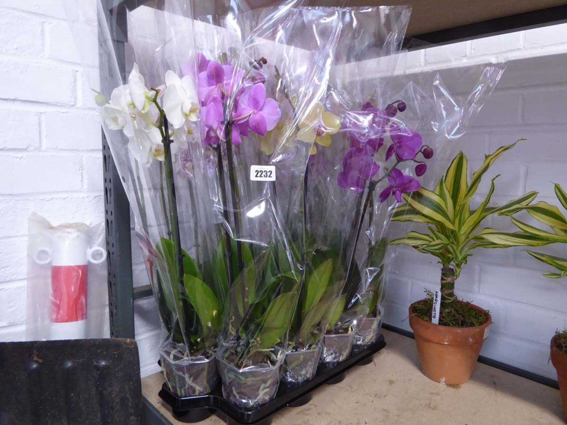 Tray containing 12 orchids