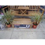 Pair of potted cordylines