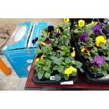 Tray containing 10 potted winter pansies