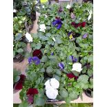 2 trays of winter pansies