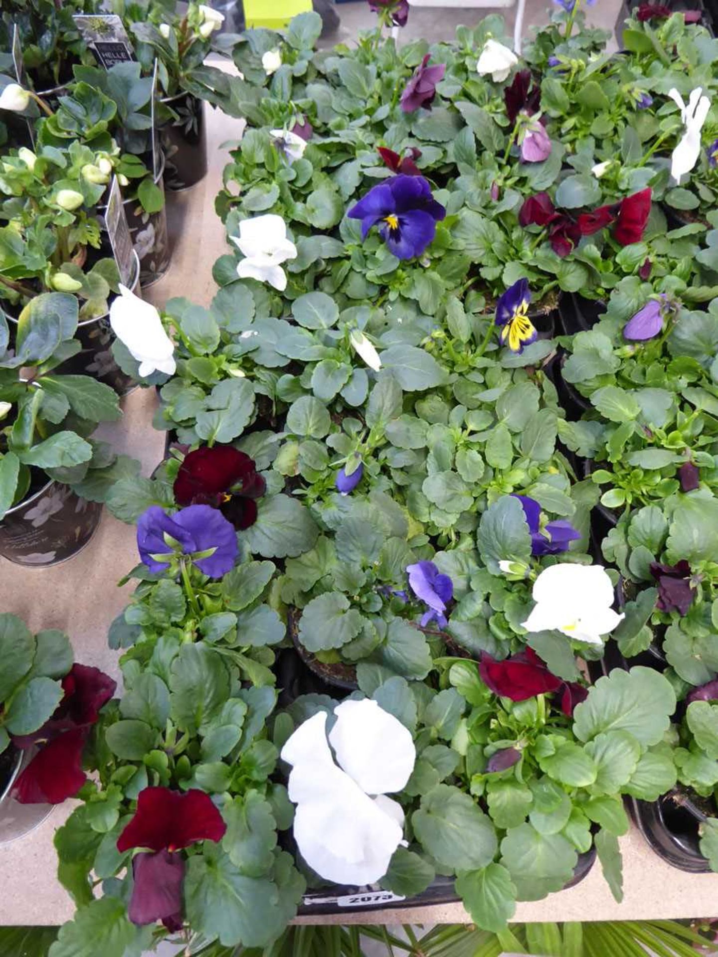 2 trays of winter pansies