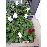 2 trays of winter pansies