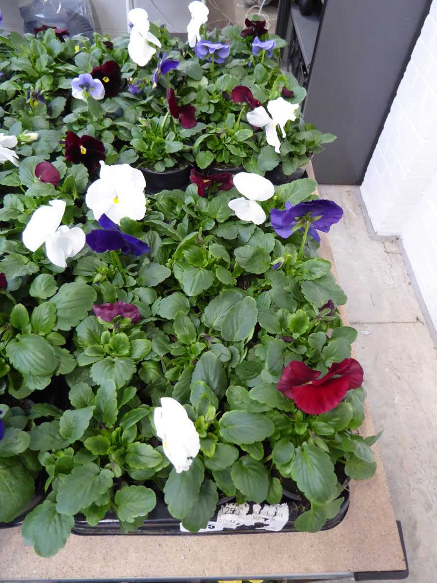 2 trays of winter pansies