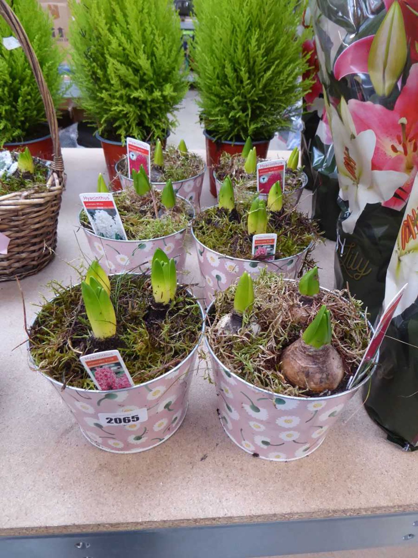 6 pots of hyacinths