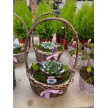 2 wicker handled baskets with Christmas succulents