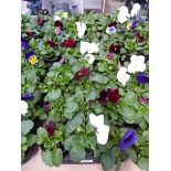 2 trays of winter pansies