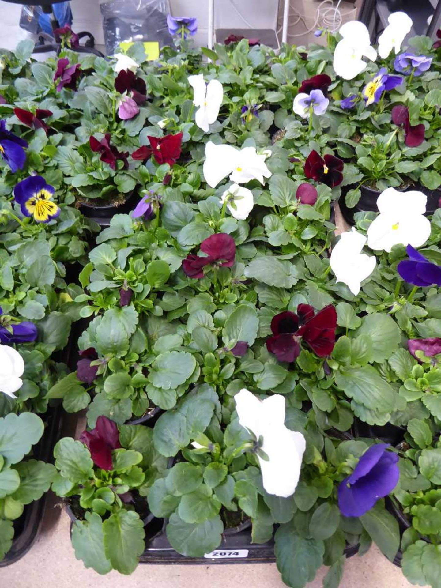 2 trays of winter pansies