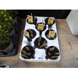 Tray containing 8 potted Jet Fire narcissus bulbs