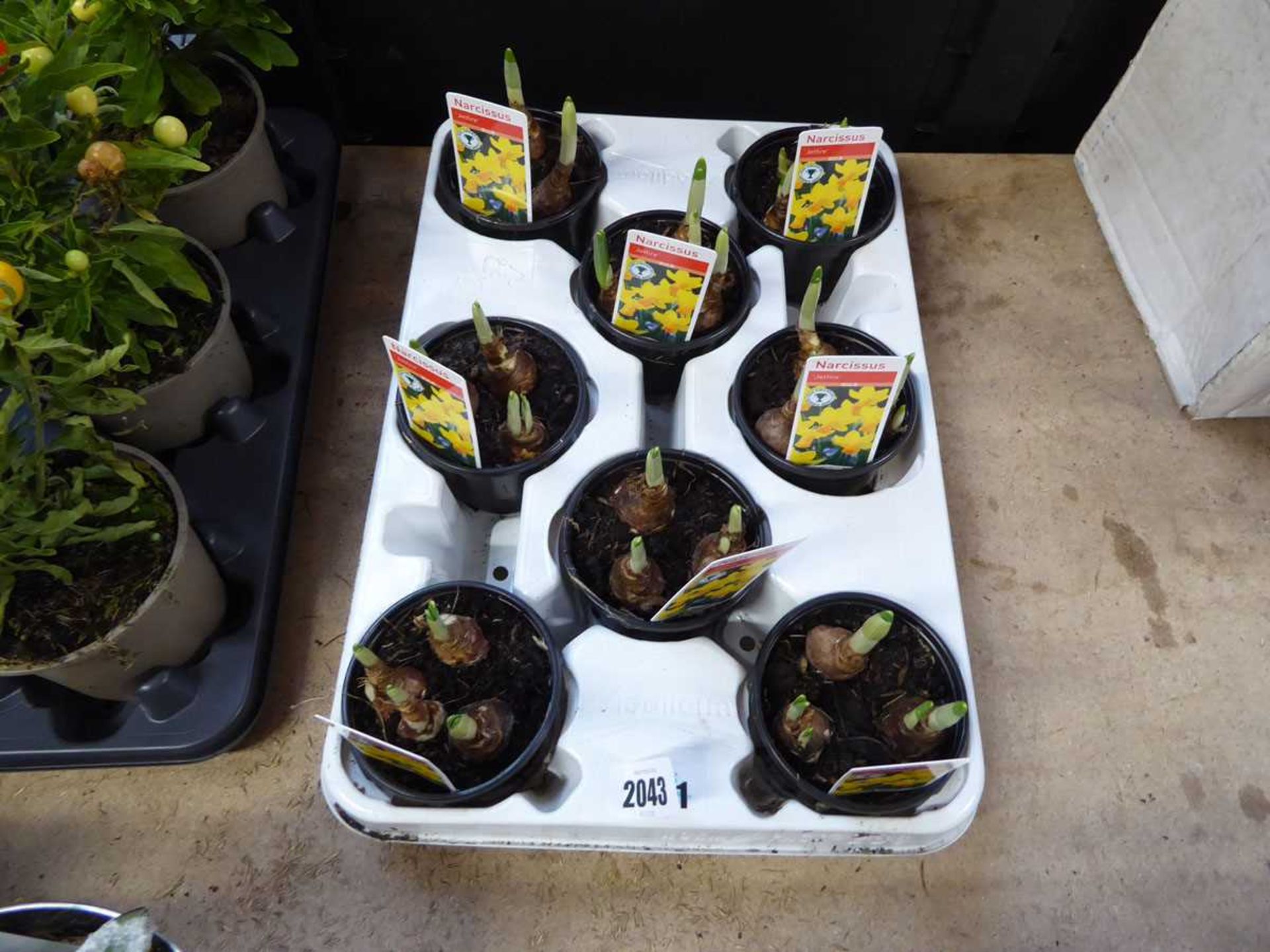 Tray containing 8 potted Jet Fire narcissus bulbs