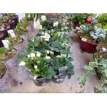 10 potted helleborus