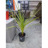 Pair of potted cordylines