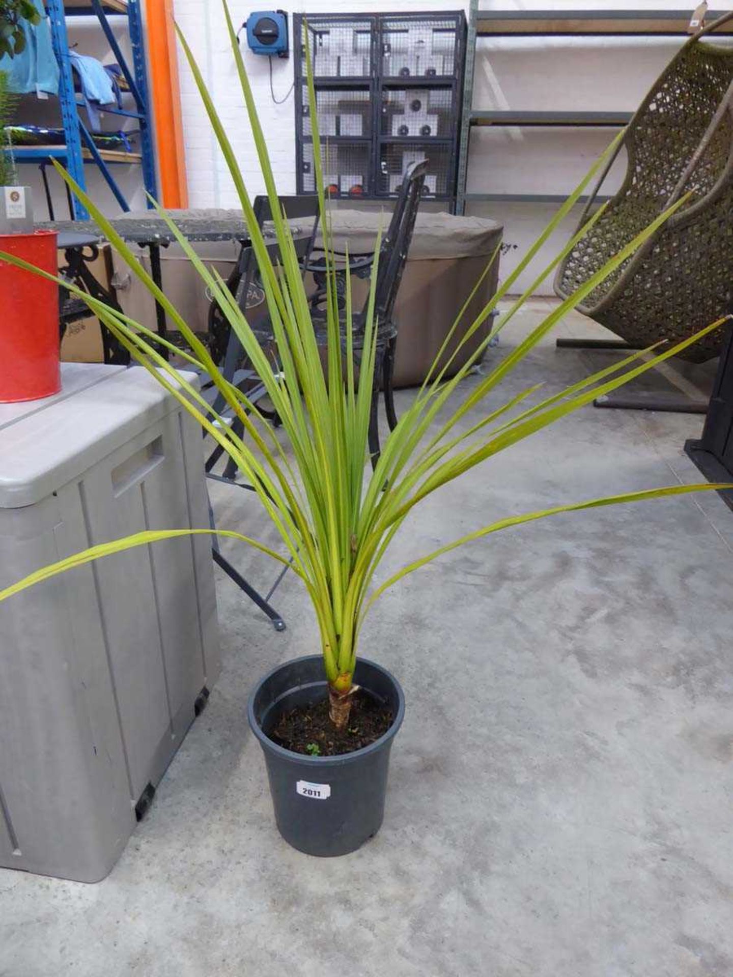 Pair of potted cordylines