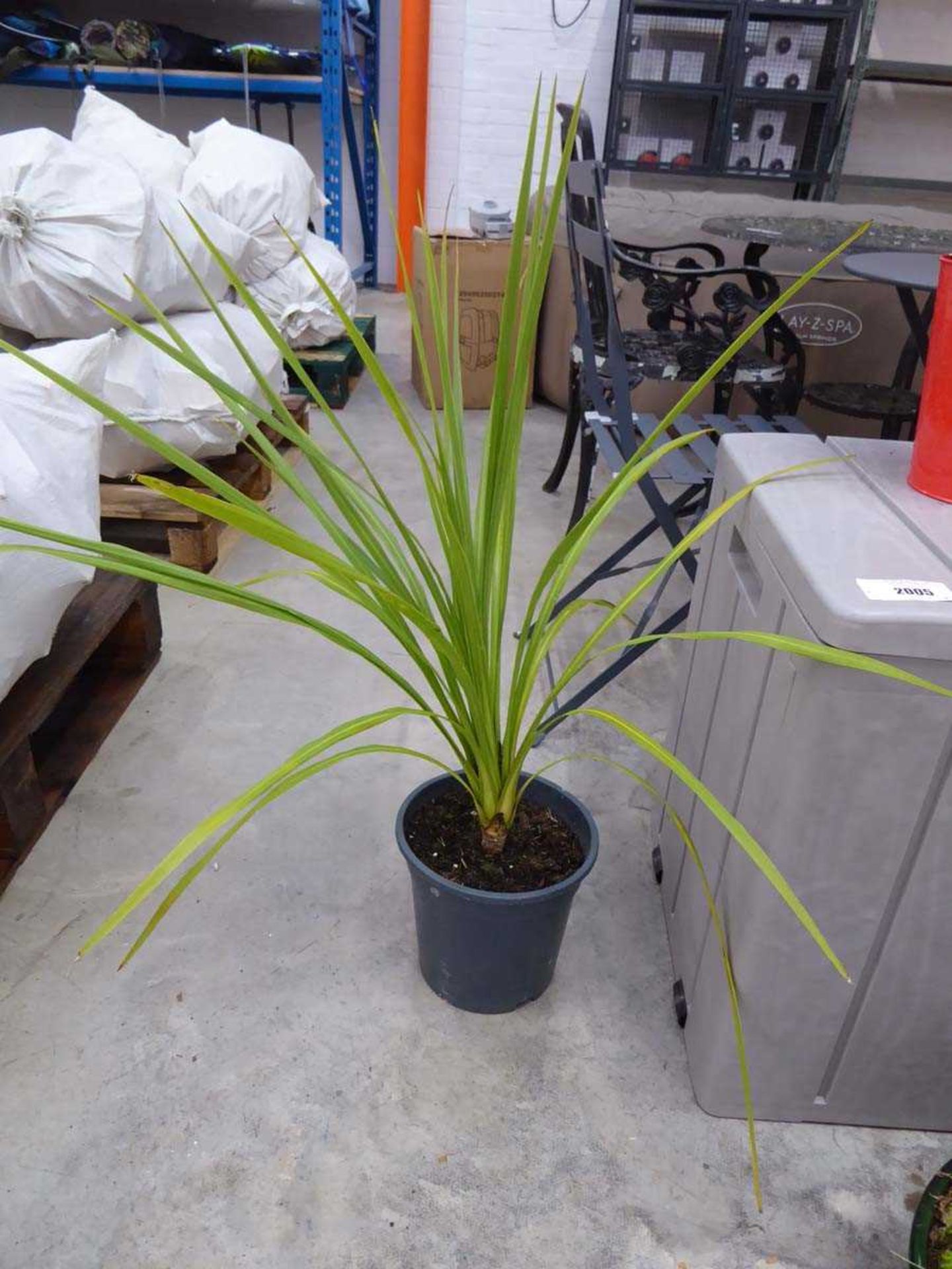 Pair of potted cordylines - Image 2 of 2