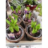 6 mixed hyacinths in baskets