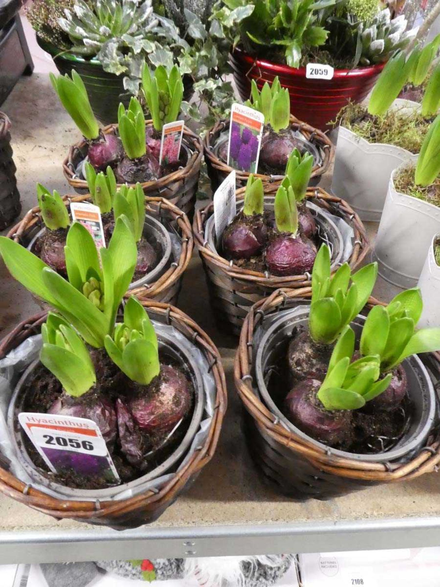 6 mixed hyacinths in baskets