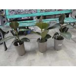3 potted fiscus