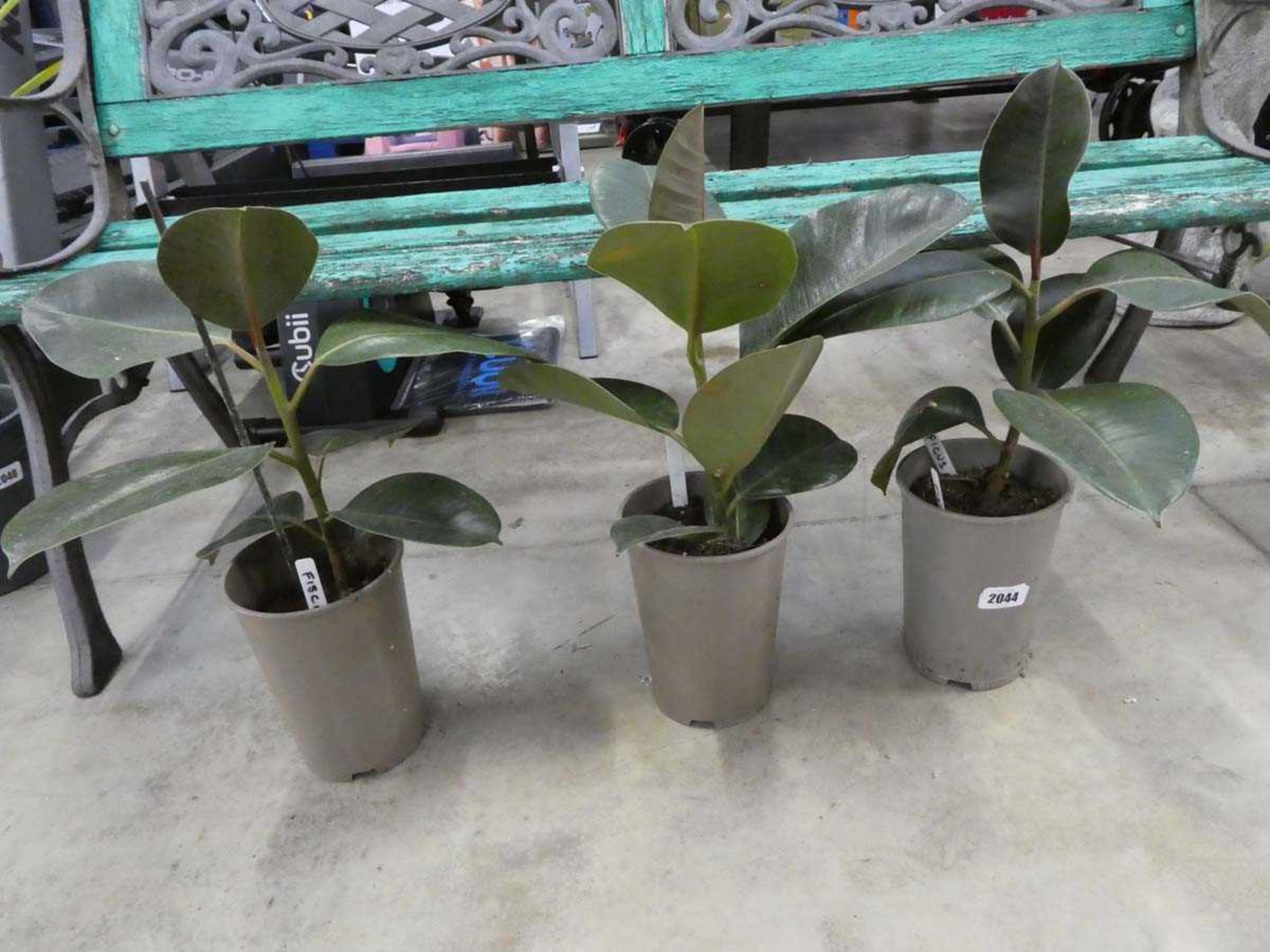 3 potted fiscus