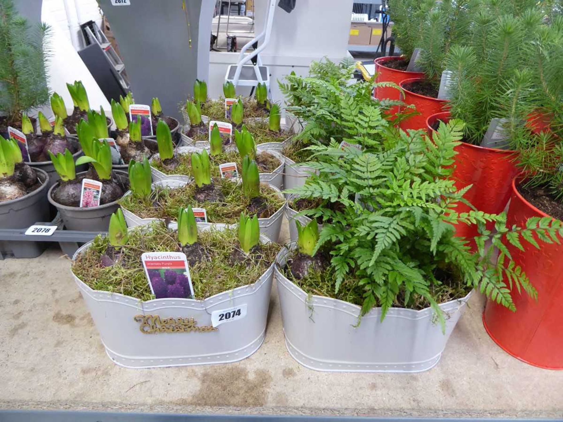 4 metal pots of hyacinths with 4 pots of hyacinths and ferns - Image 2 of 2