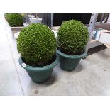 Pair of potted buxus ball shrubs