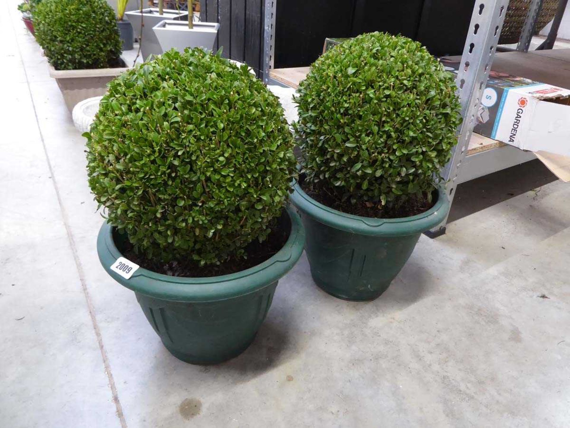 Pair of potted buxus ball shrubs