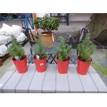 4 potted silver crest pinus